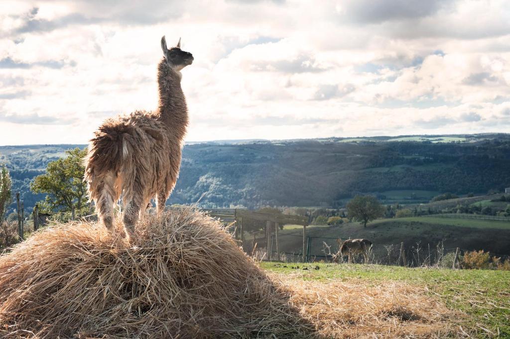 Tenuta Di Corbara Corbara  エクステリア 写真